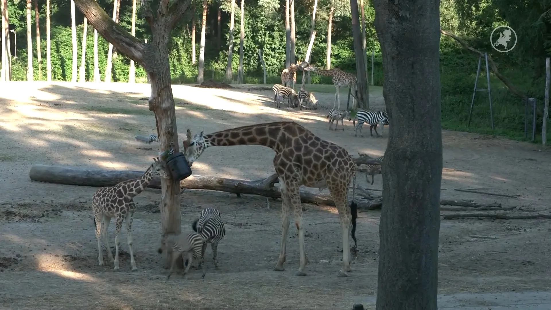 ZIEN: Zo trotseren de dieren in Burgers' Zoo de hitte