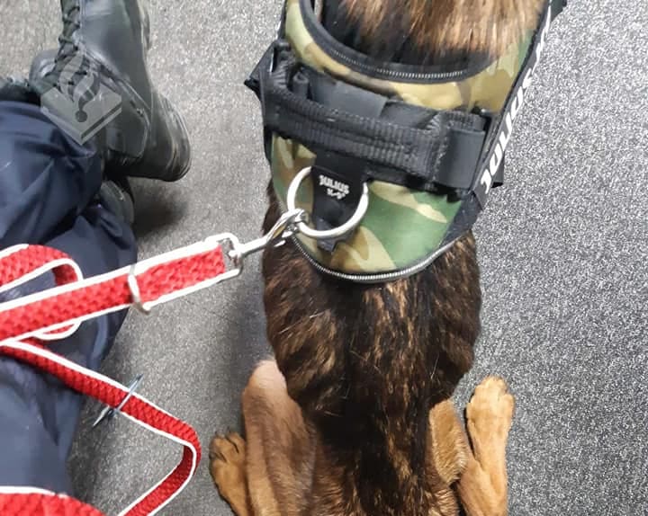 Twee zwaar verwaarloosde honden in beslag genomen in Breda