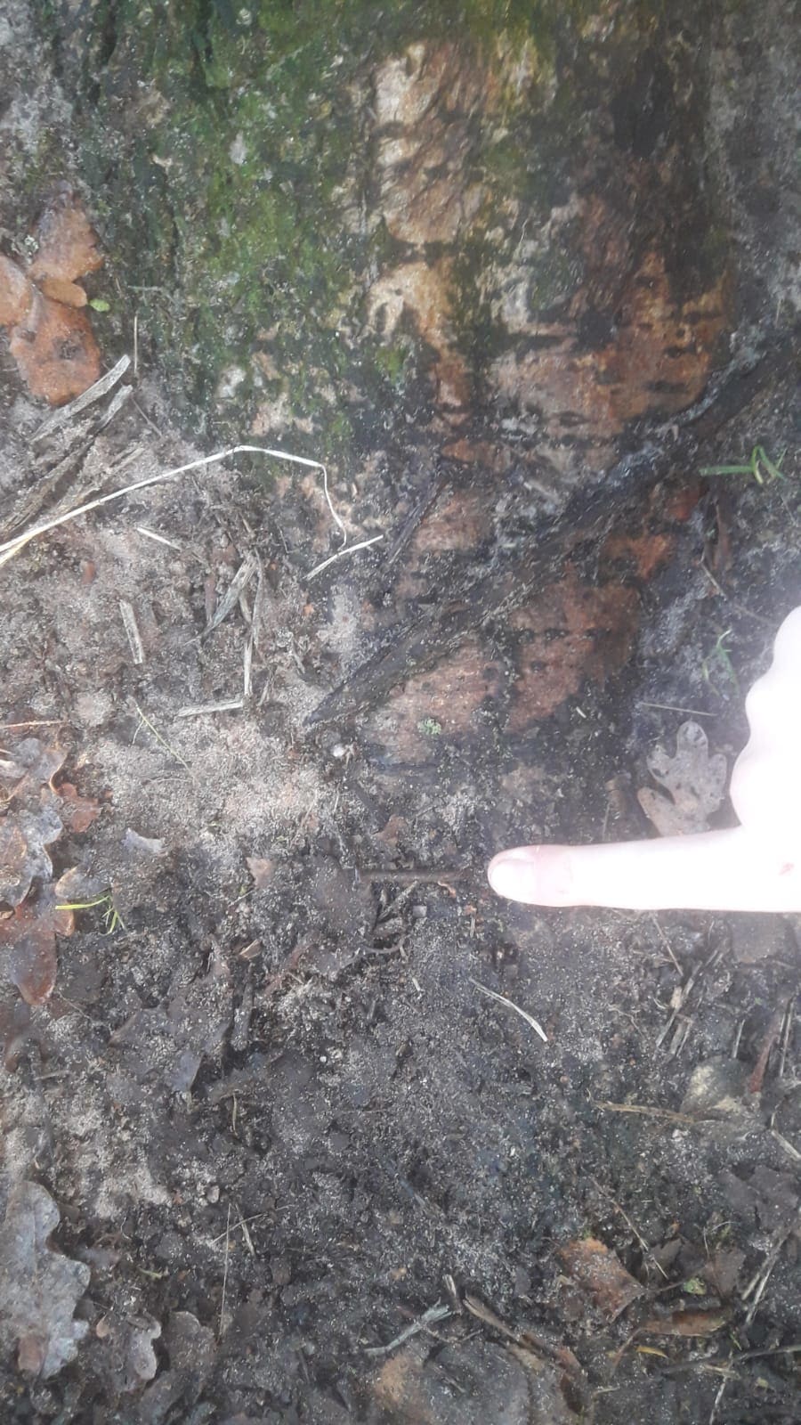 Levensgevaarlijke spijkermatten neergelegd in Natuurgebied Reuselse Moeren