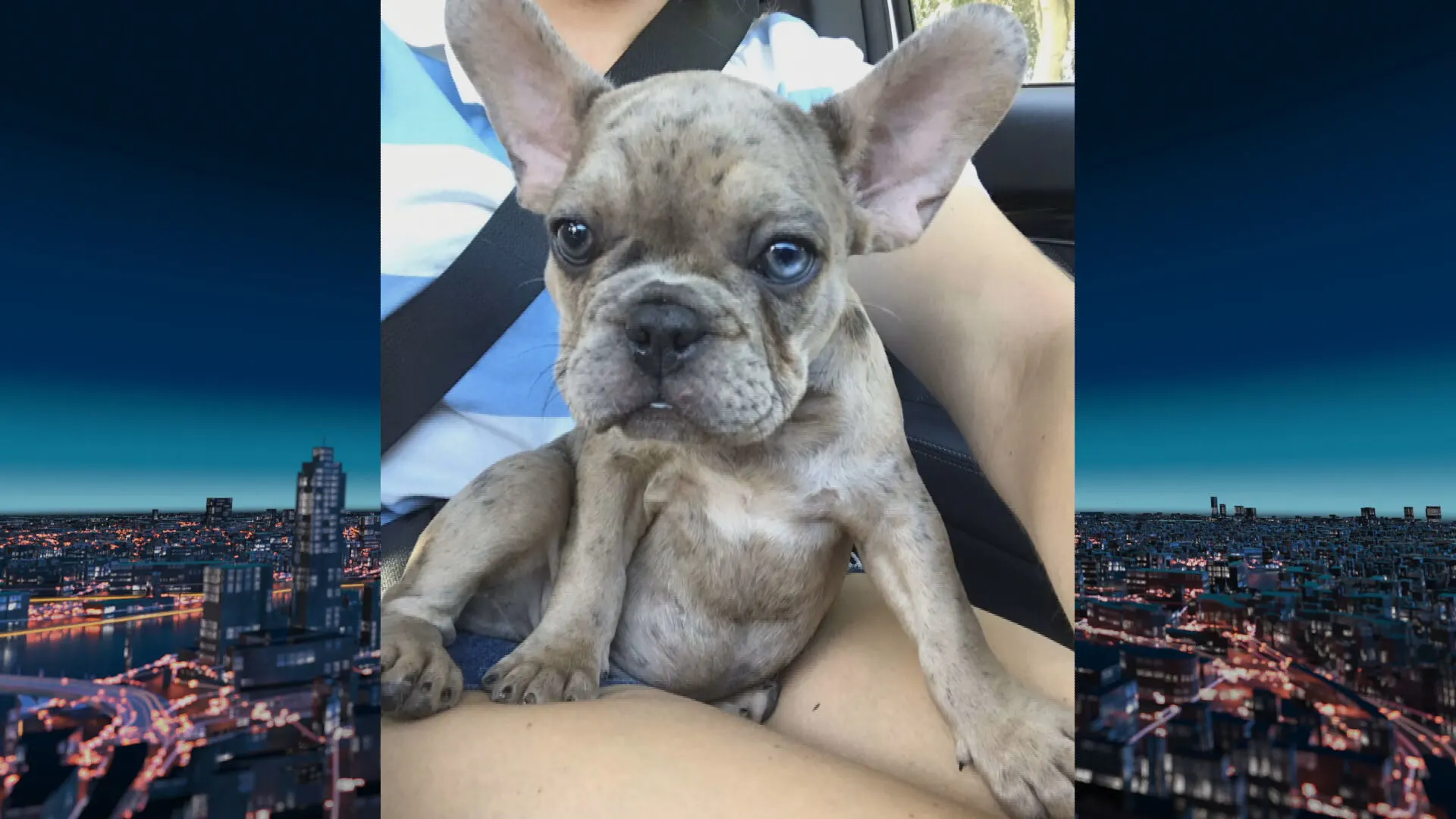 Puppy Luna bleek na aankoop ‘illegaal’ en werd in beslag genomen: 'Gelukkig waren mijn kinderen niet thuis'