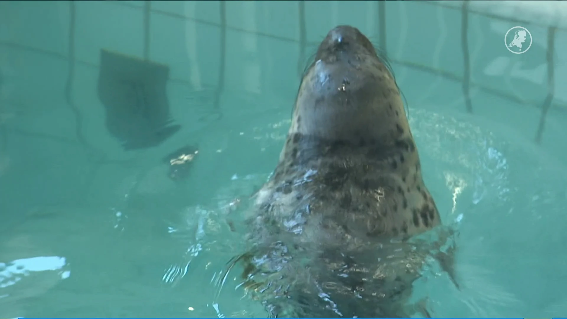 Zeehondencentrum Pieterburen ontvangt vandaag voor de laatste keer bezoekers