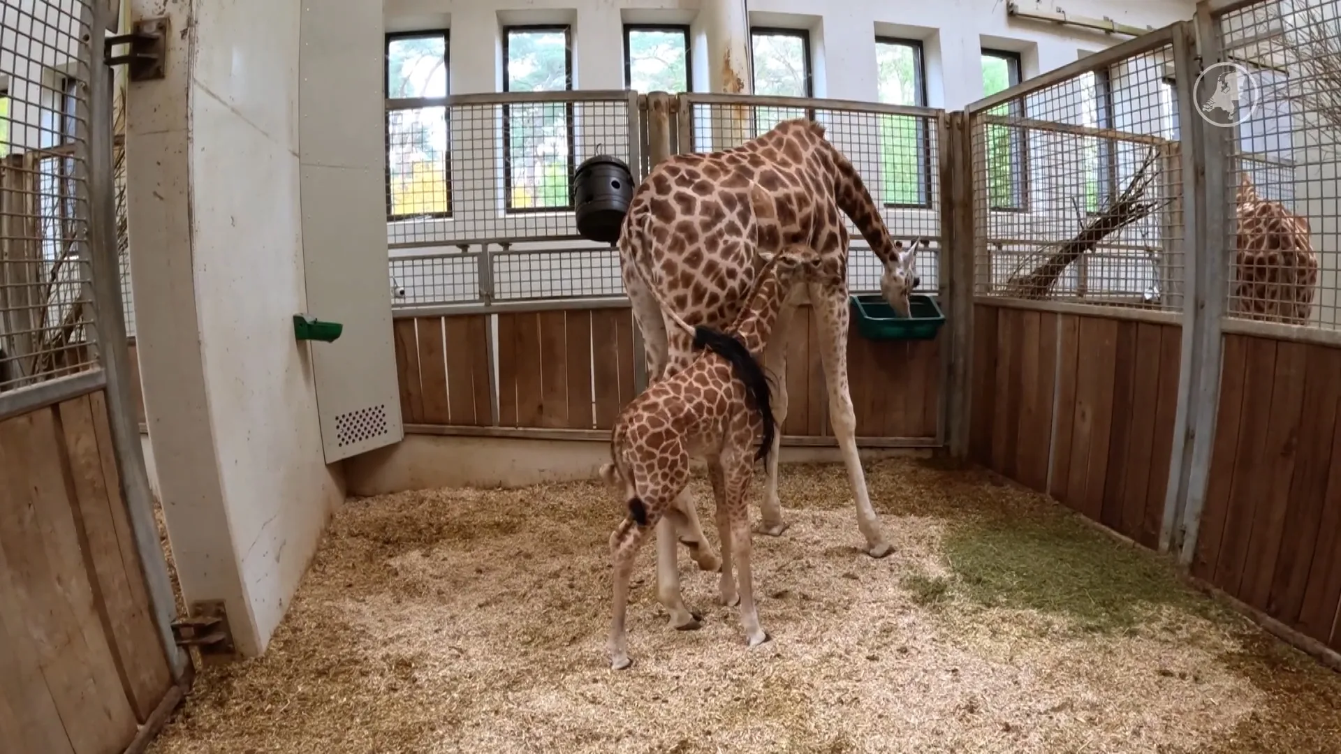 Burgers’ Zoo verwelkomt eerste jong van 4,5-jarige giraffe