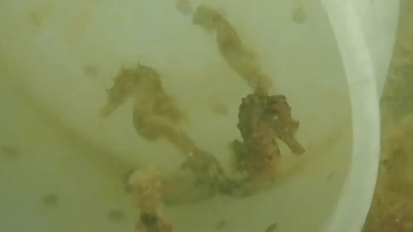 Zeepaardjes kunnen komende tijd aanspoelen: dit moet je doen als je ze vindt