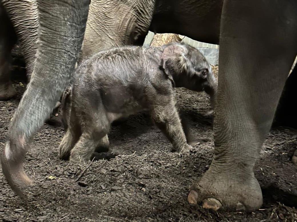 Kerstwonder in ARTIS: olifantenkalf geboren op kerstavond