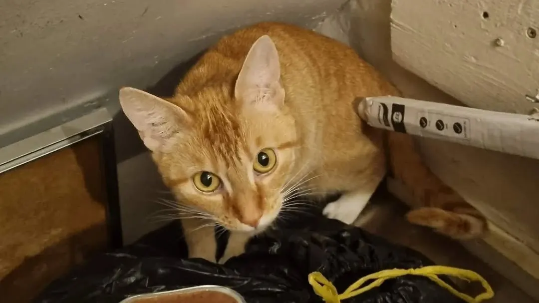 Baasjes laten kat in meterkast Amsterdam zitten en gaan 4 weken op vakantie