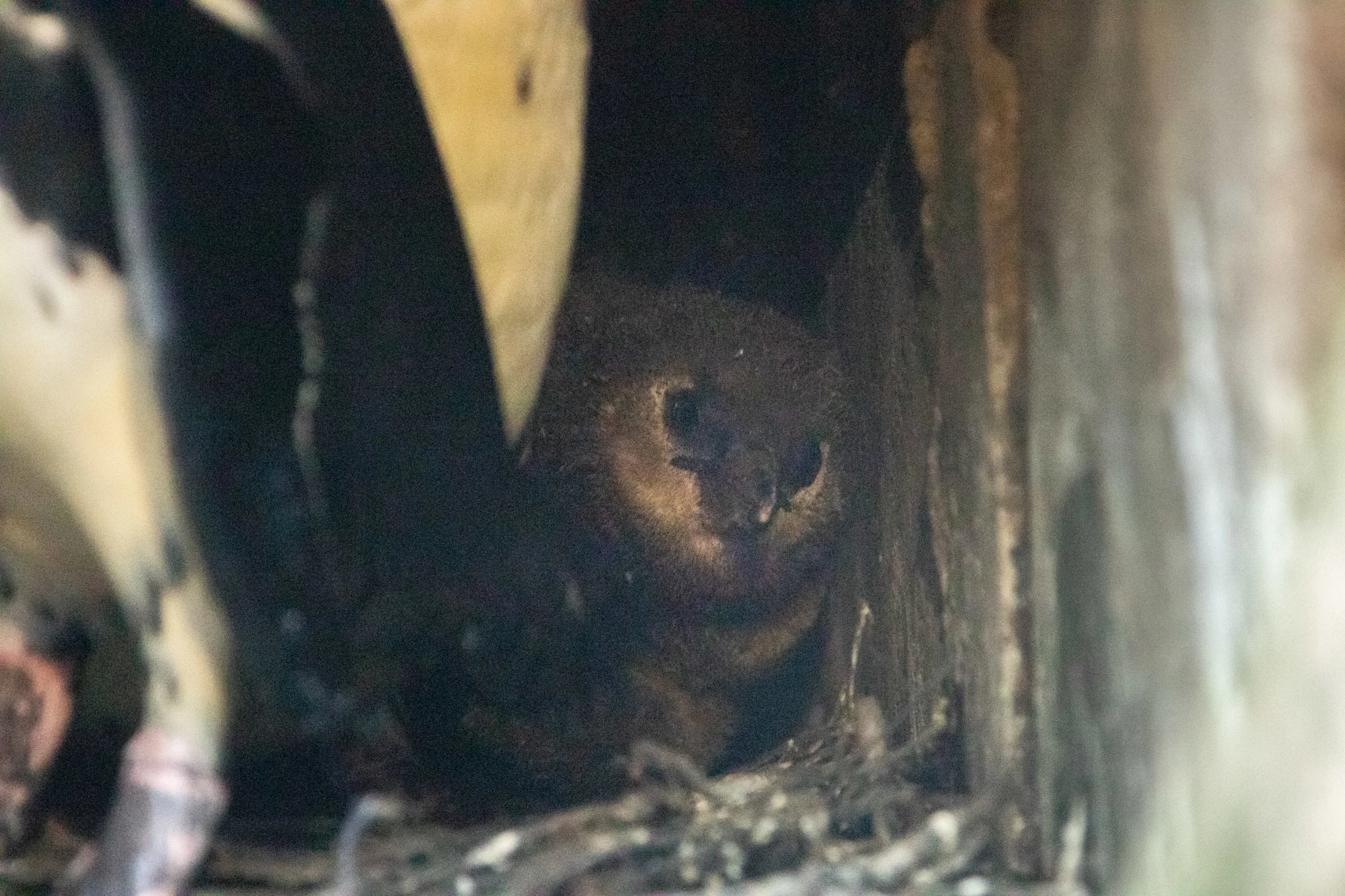 Donzig nieuws uit DierenPark Amersfoort: pinguïntweeling geboren