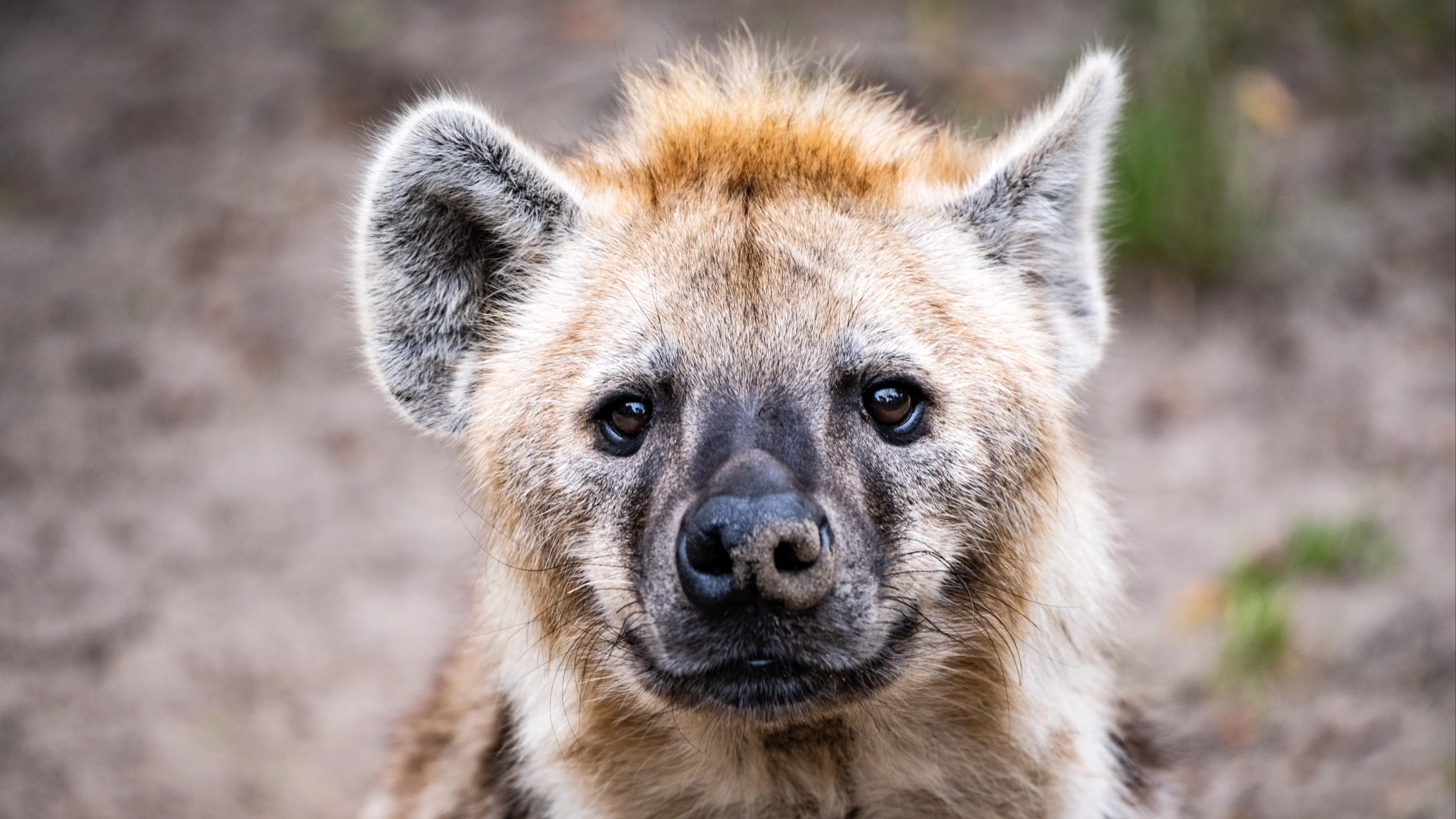 Hyena ontsnapt uit buitenverblijf van Safaripark Beekse Bergen
