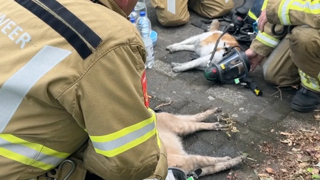 6 katten uit brandende woning gered, brandweer dient zuurstof toe