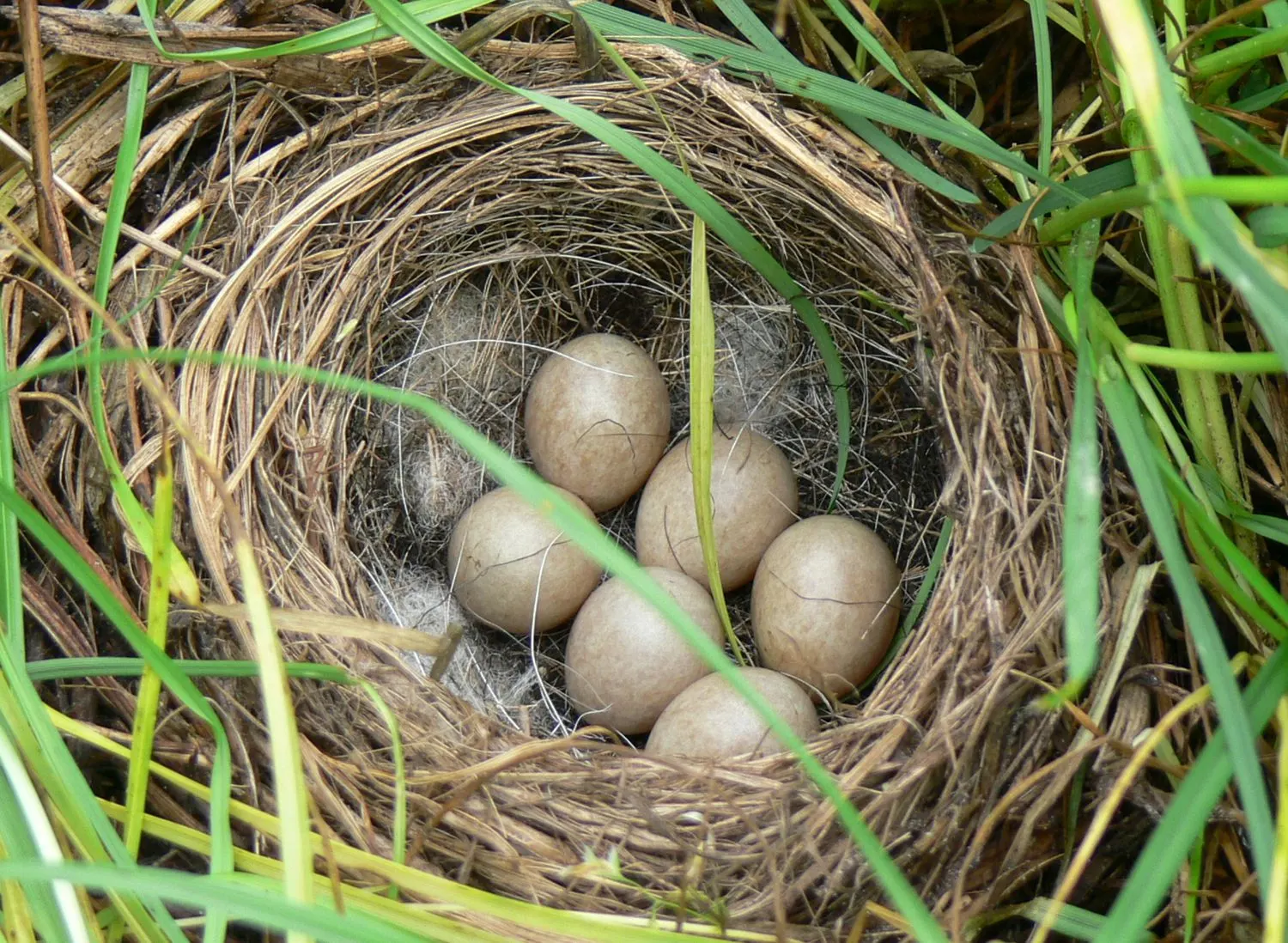 Broedseizoen begonnen: 'Geef dieren rust en laat hond aan lijn'
