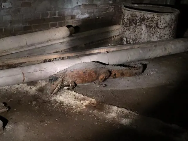 Deze bijzondere zaken kwamen we eerder al tegen in onze kruipruimtes