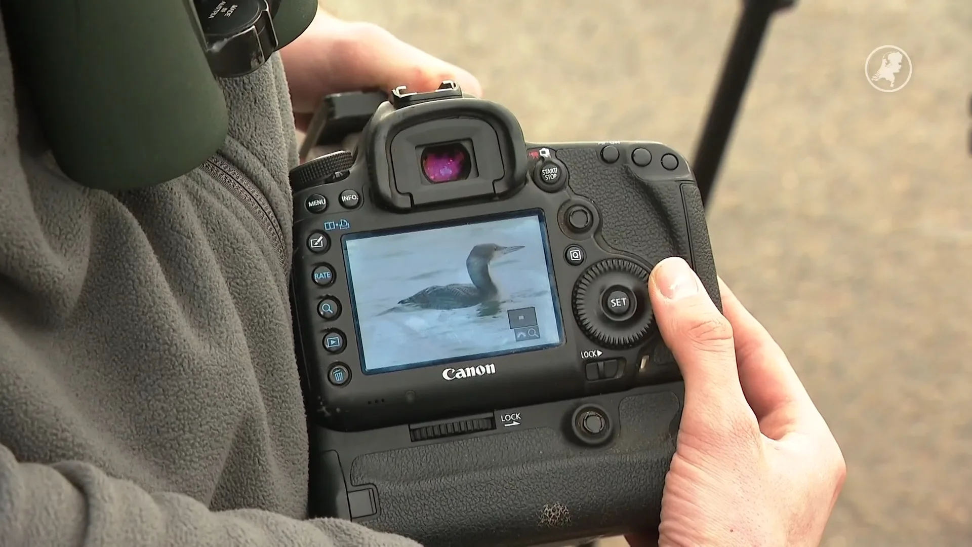 Zeldzame Pacifische parelduiker gespot bij Oosterscheldekering