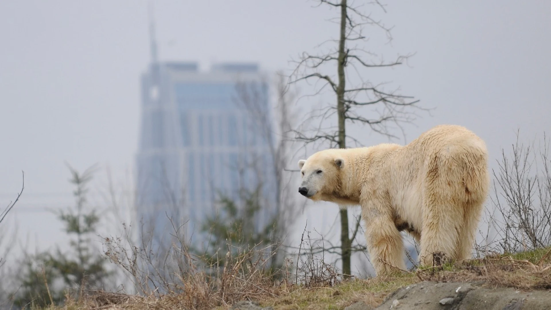 Diergaarde Blijdorp neemt afscheid van 28 jaar oude ijsbeer Olinka