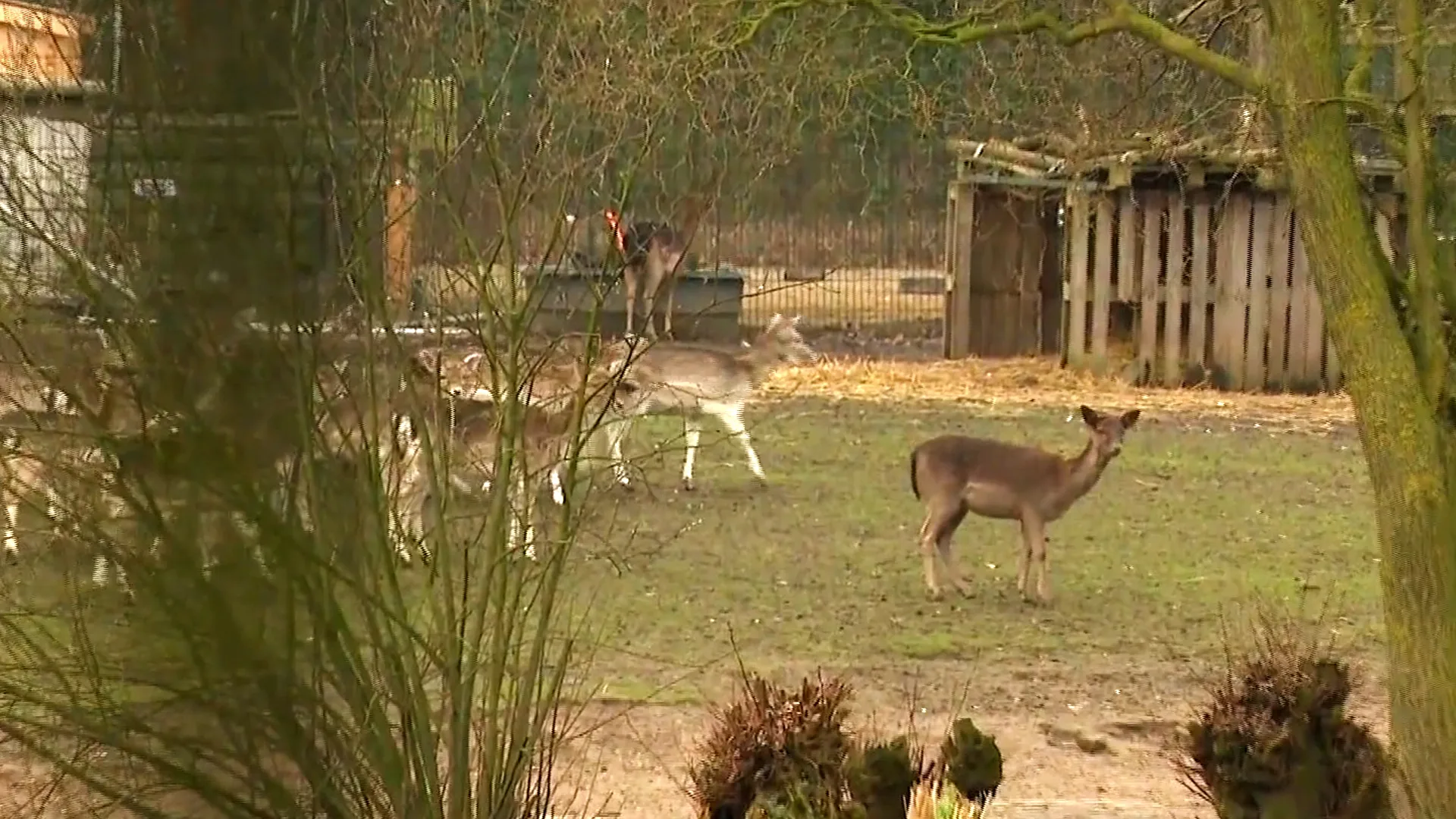 Dierenparken nemen maatregelen: 'Bezoekers dumpen hele nasischotels hier'