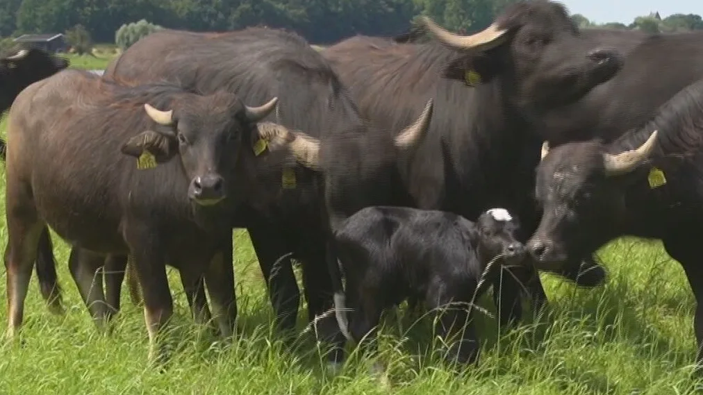 ZIEN: Brandweer redt pasgeboren kalfje van oever IJssel