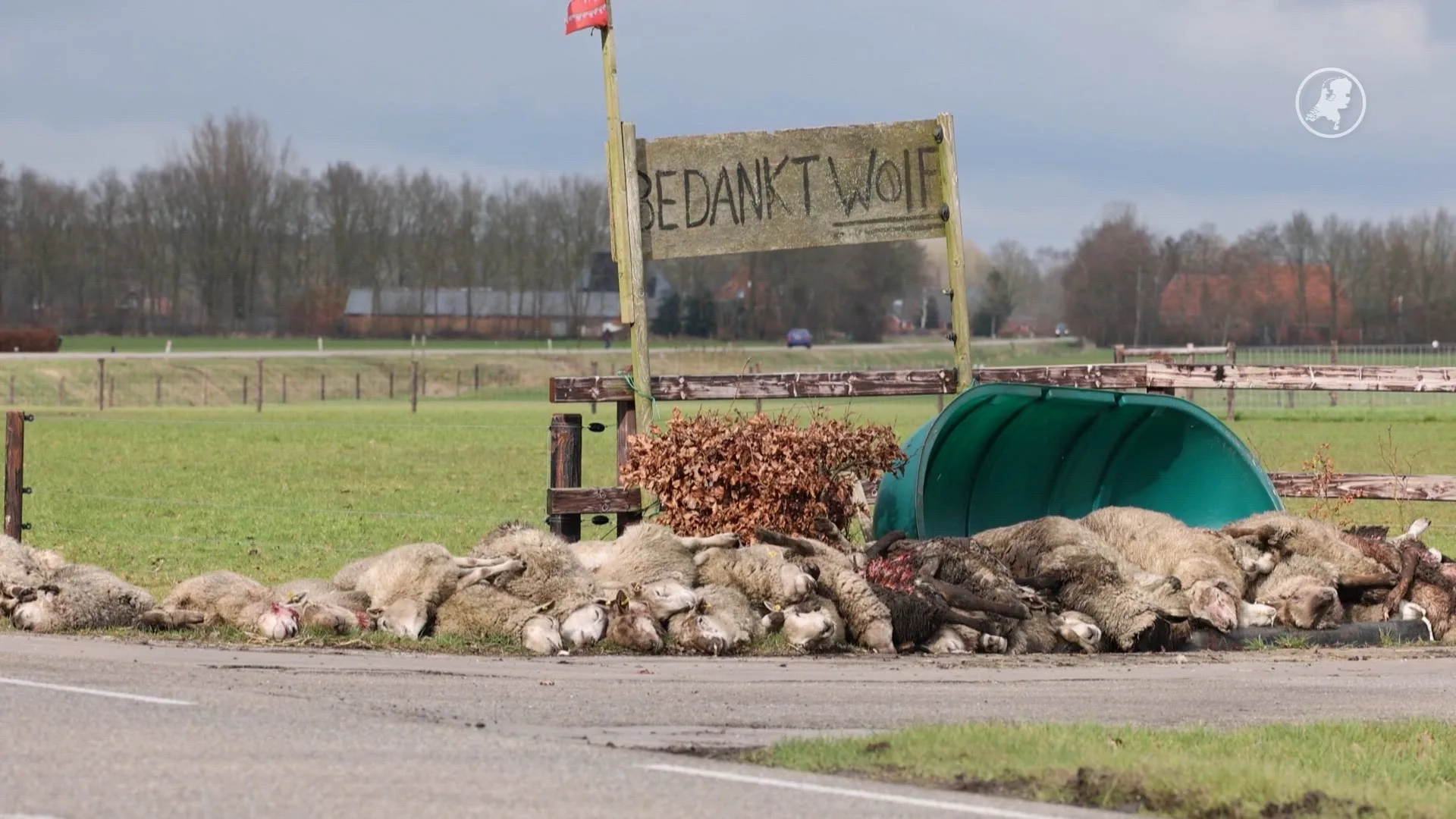 Aantal wolvenaanvallen flink gestegen: toename van 40 procent