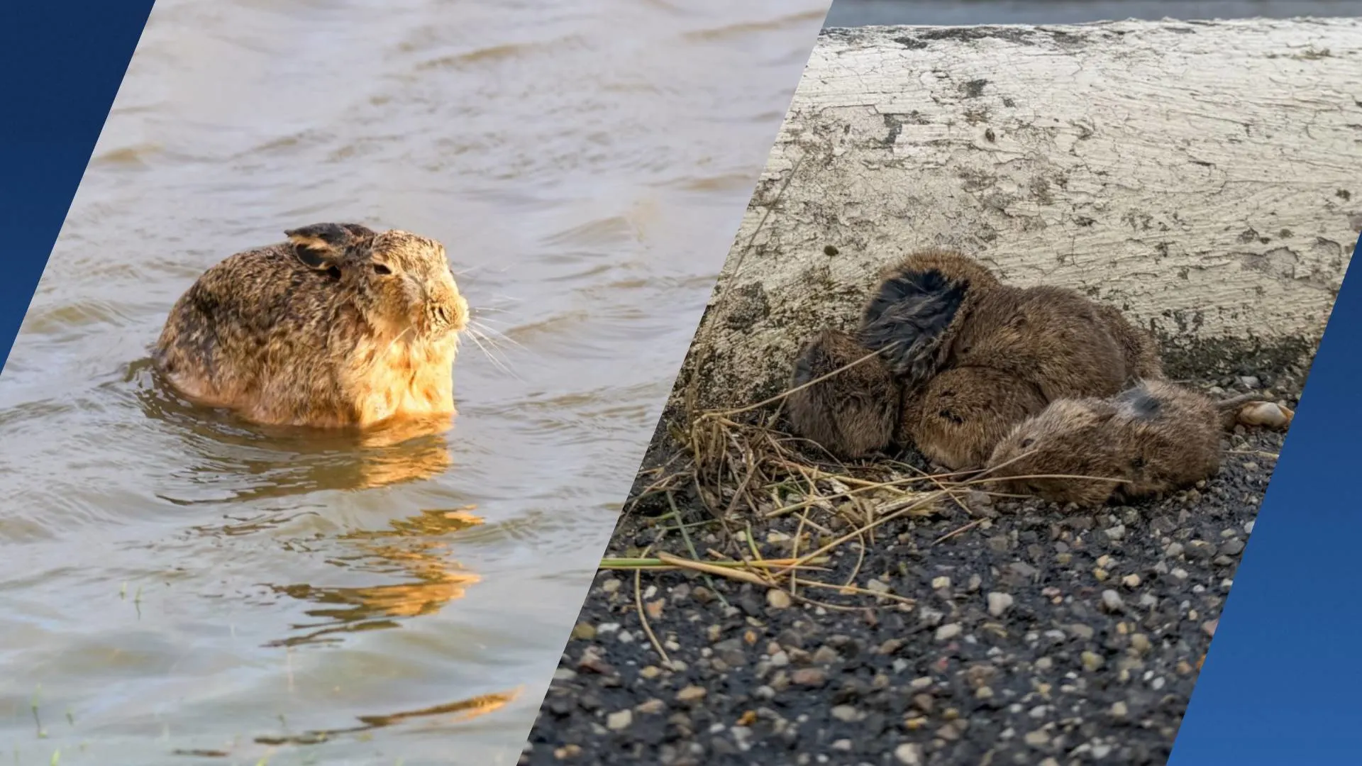 Dieren in nood door hoogwater bij Friese Holwert