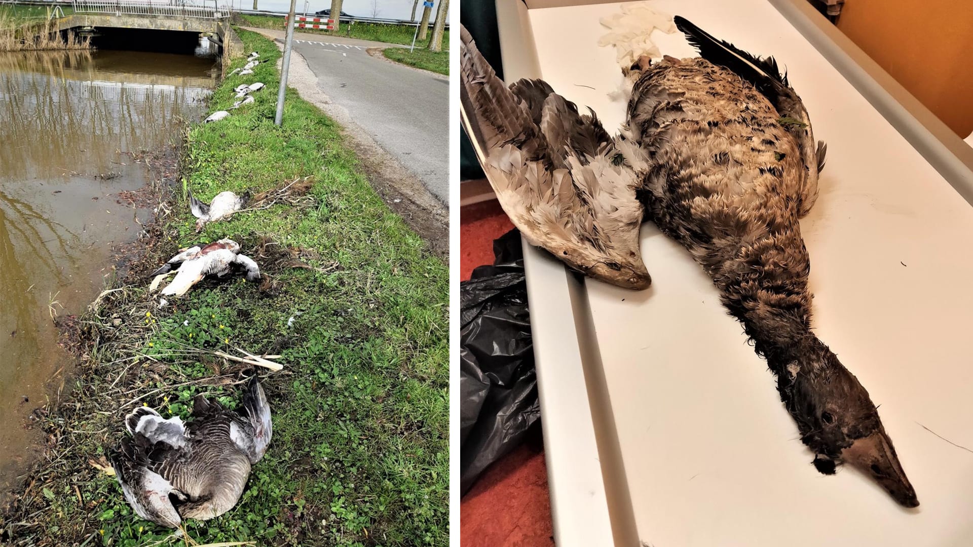 Tientallen ganzen gedood en verminkt in twee weken tijd in Zuid-Holland en Utrecht