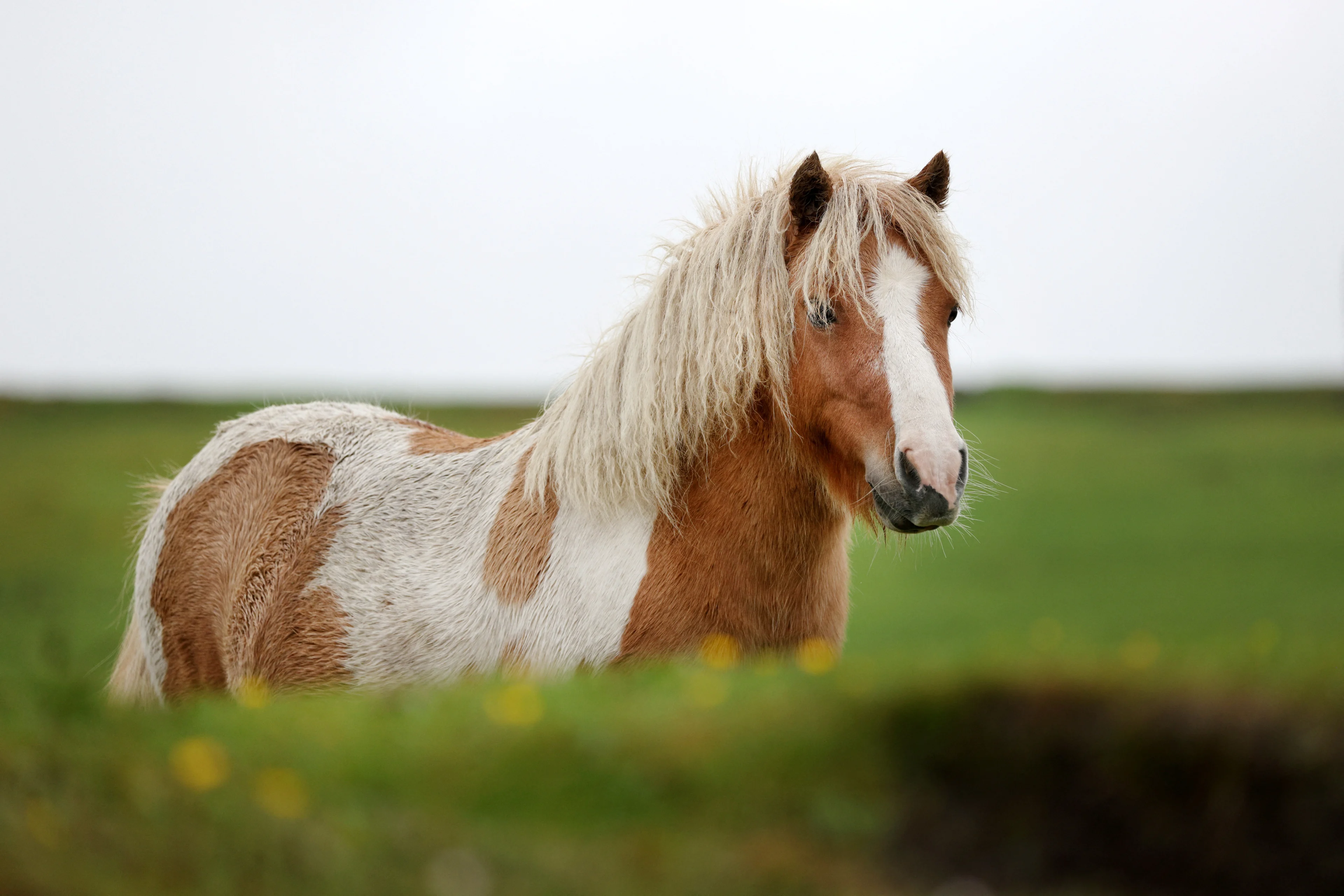 Ricardo van Z., die shetlandpony 8 keer seksueel misbruikte, hoeft niet meer cel in