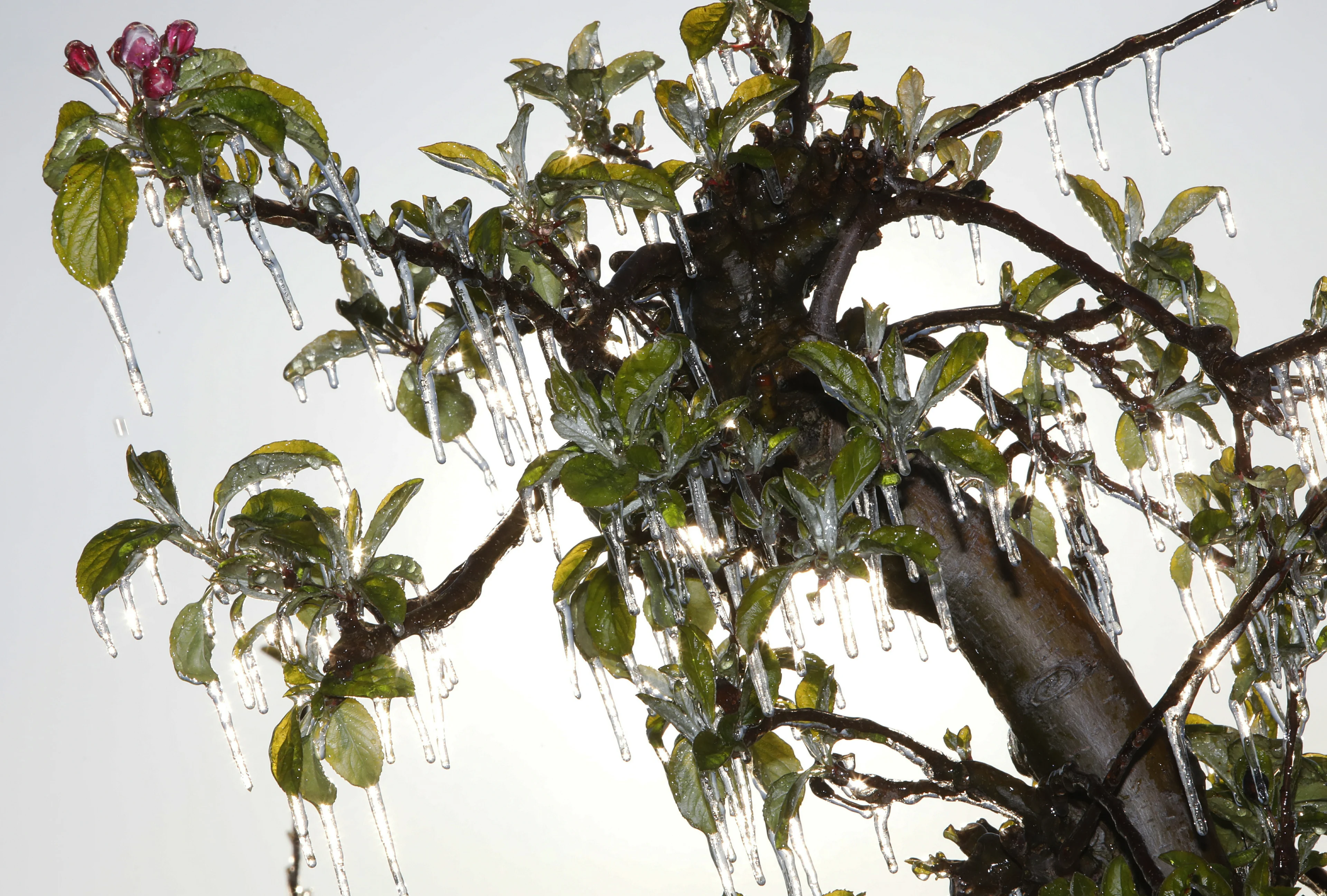 Maart slaat om: sneeuw, hagel en nachtvorst op komst