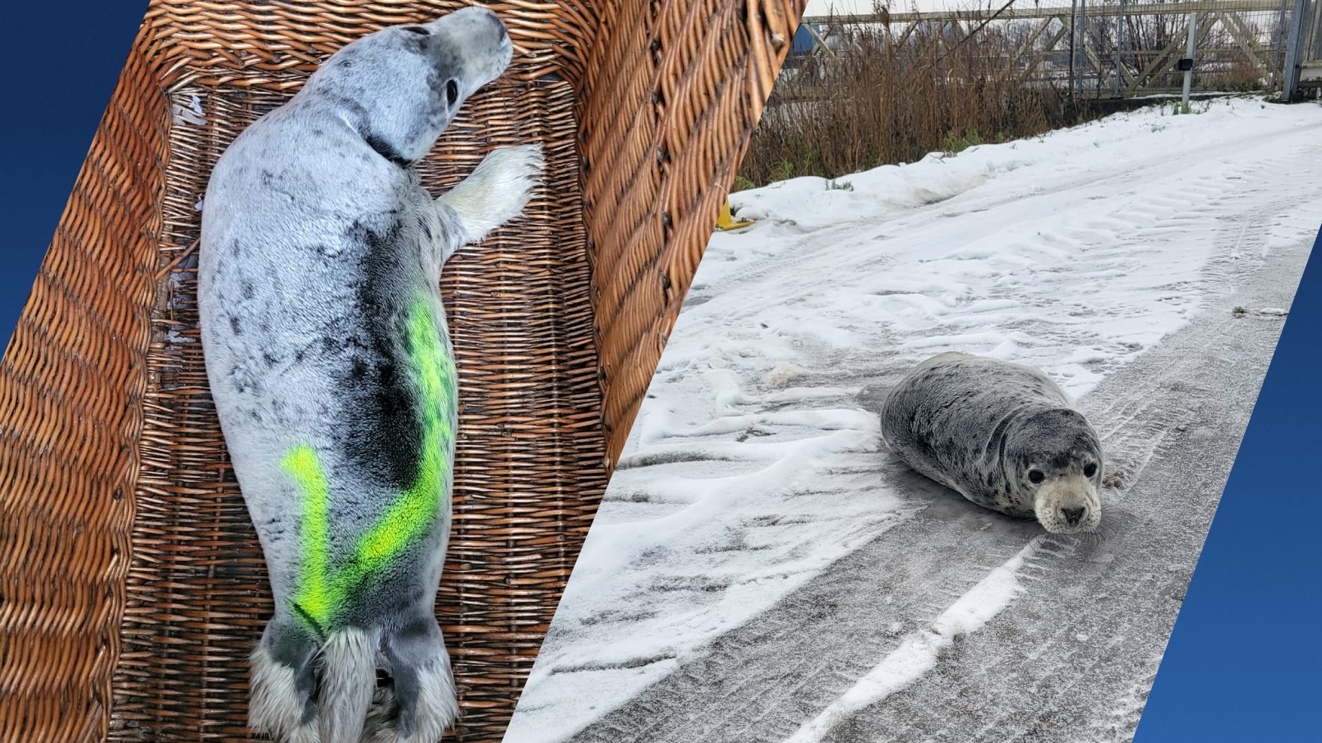 Zeehondenwachters redden verdwaalde pup bij Amsterdamse haven