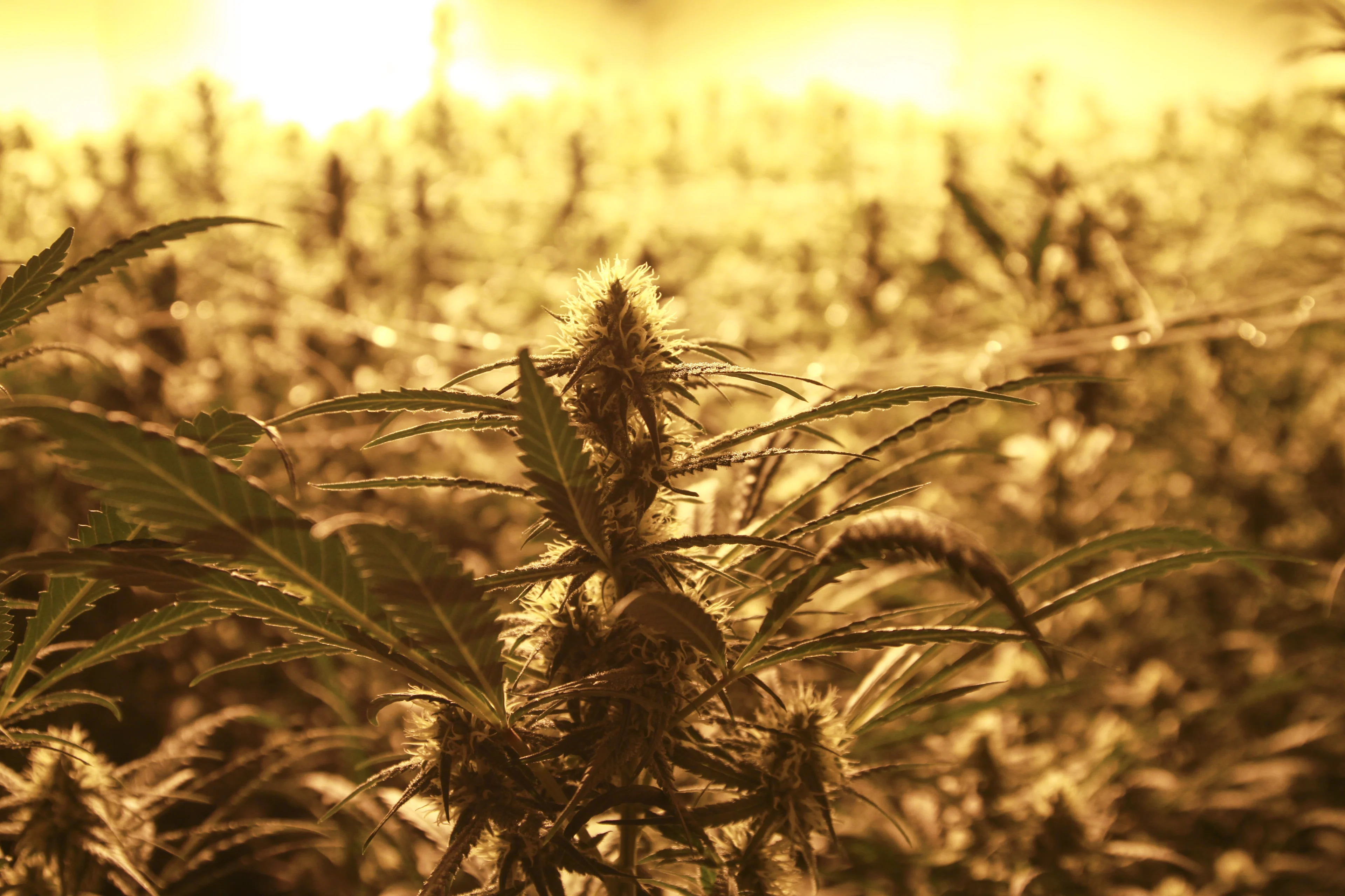 Koning Willem-Alexander gespot bij 'wietplantage' in Beuningen