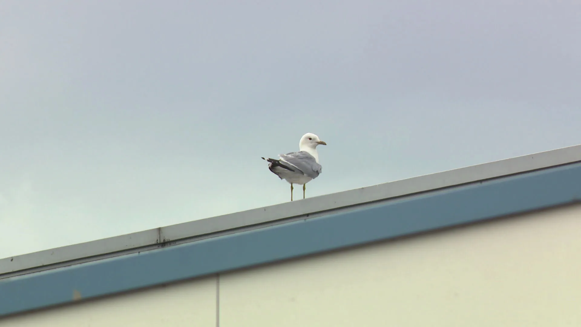Emmeloordse ondernemers zijn ten einde raad: meeuwen schijten alles onder