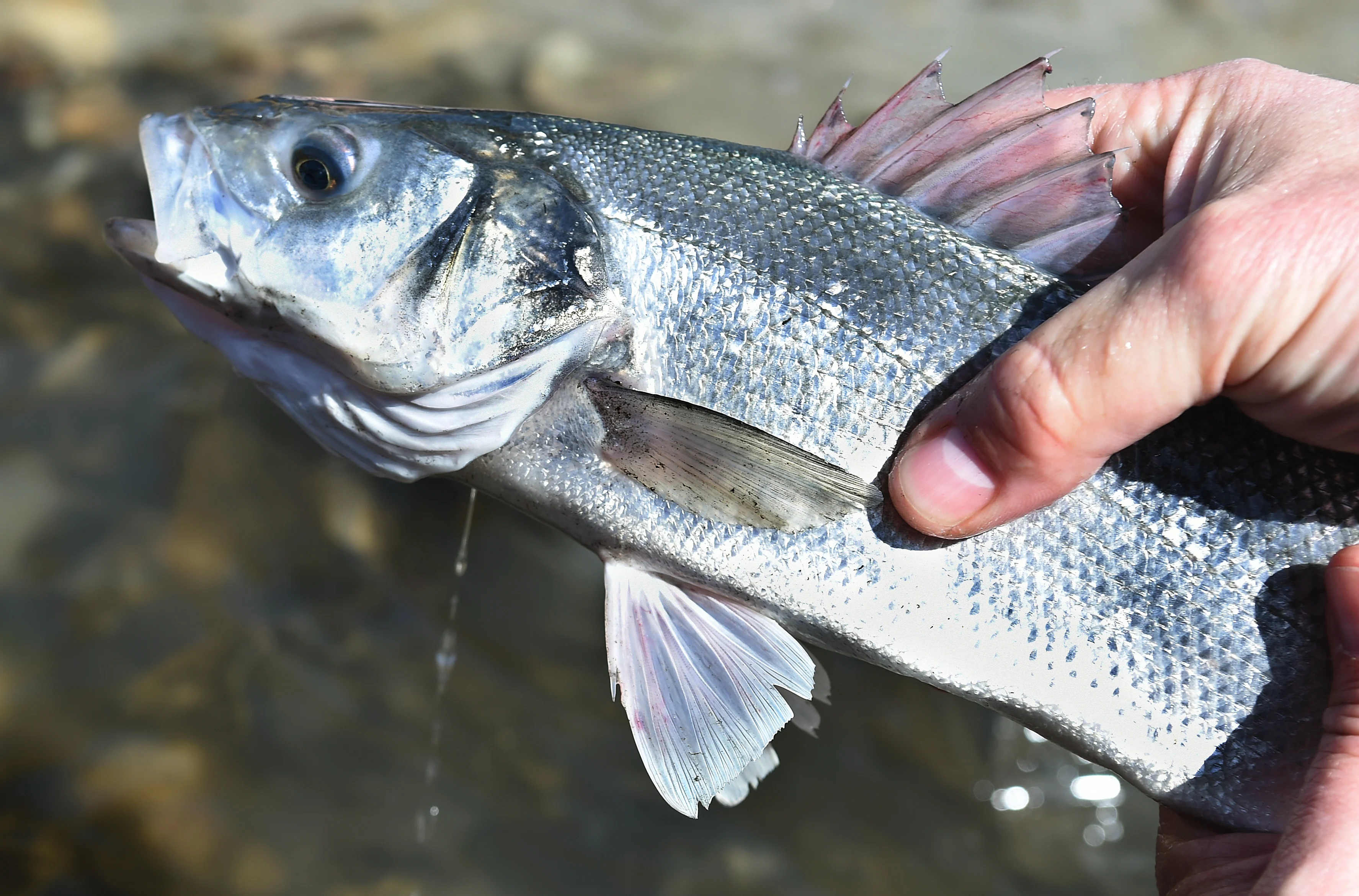 Wel of geen lood gebruiken bij het vissen? 'Het vergiftigt de hele keten'