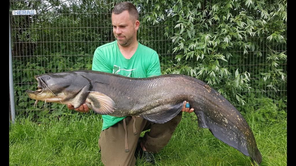 De meerval is een plaag voor Enkhuizer karpervissers: 'Je hengel gaat echt helemaal krom'