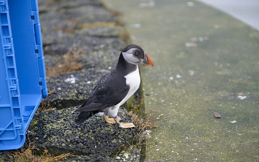 Verdwaalde papegaaiduiker op Texel is er weer bovenop en uitgevlogen