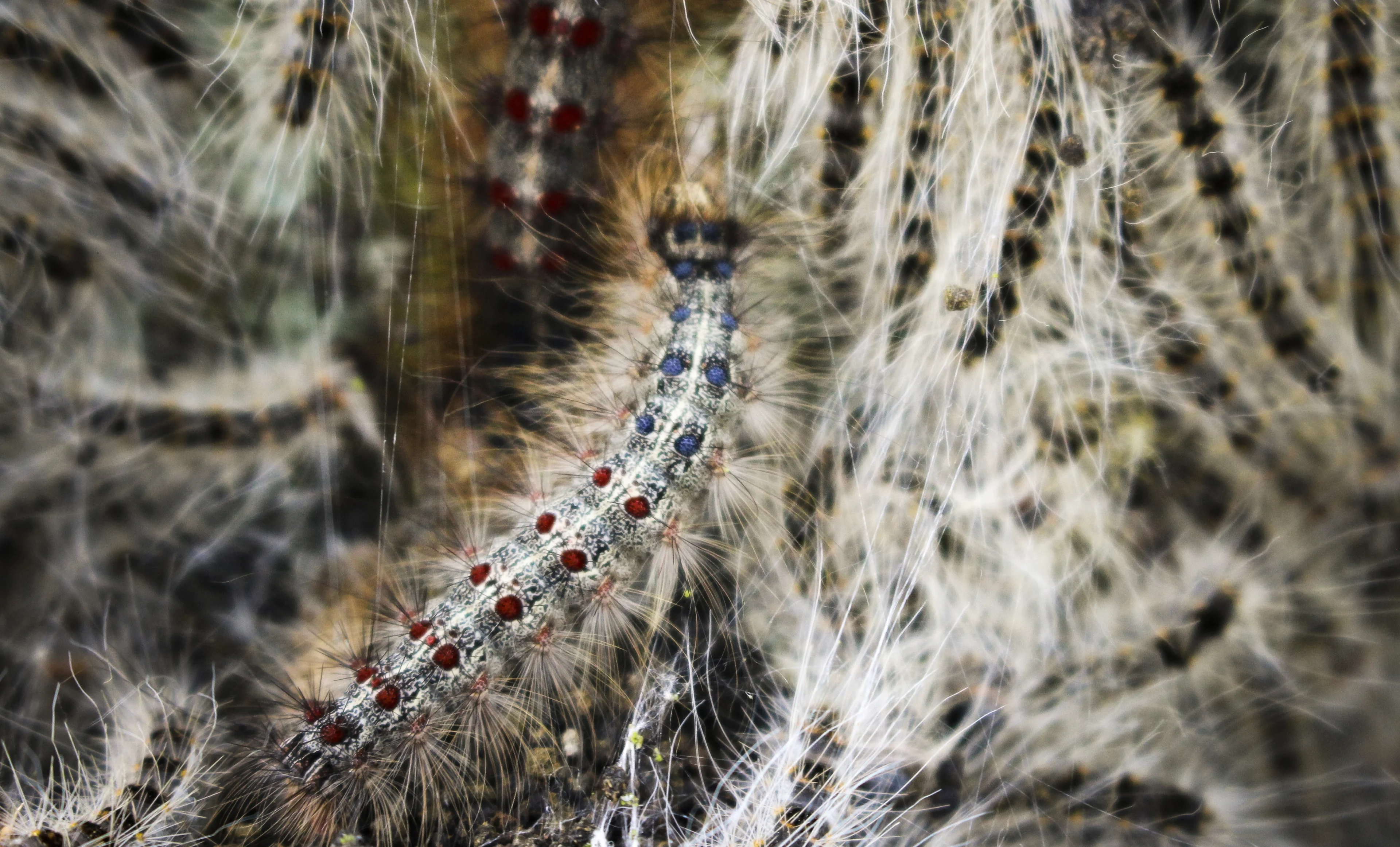 Onderzoek adviseert: dit helpt tegen de jeukende eikenprocessierups