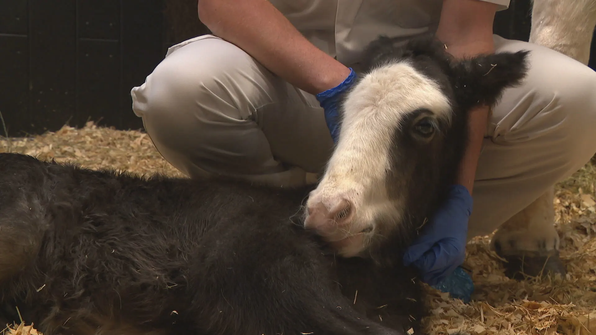 Veulenbrigade bestaat dertig jaar en trapt het 'veulentjesseizoen' af