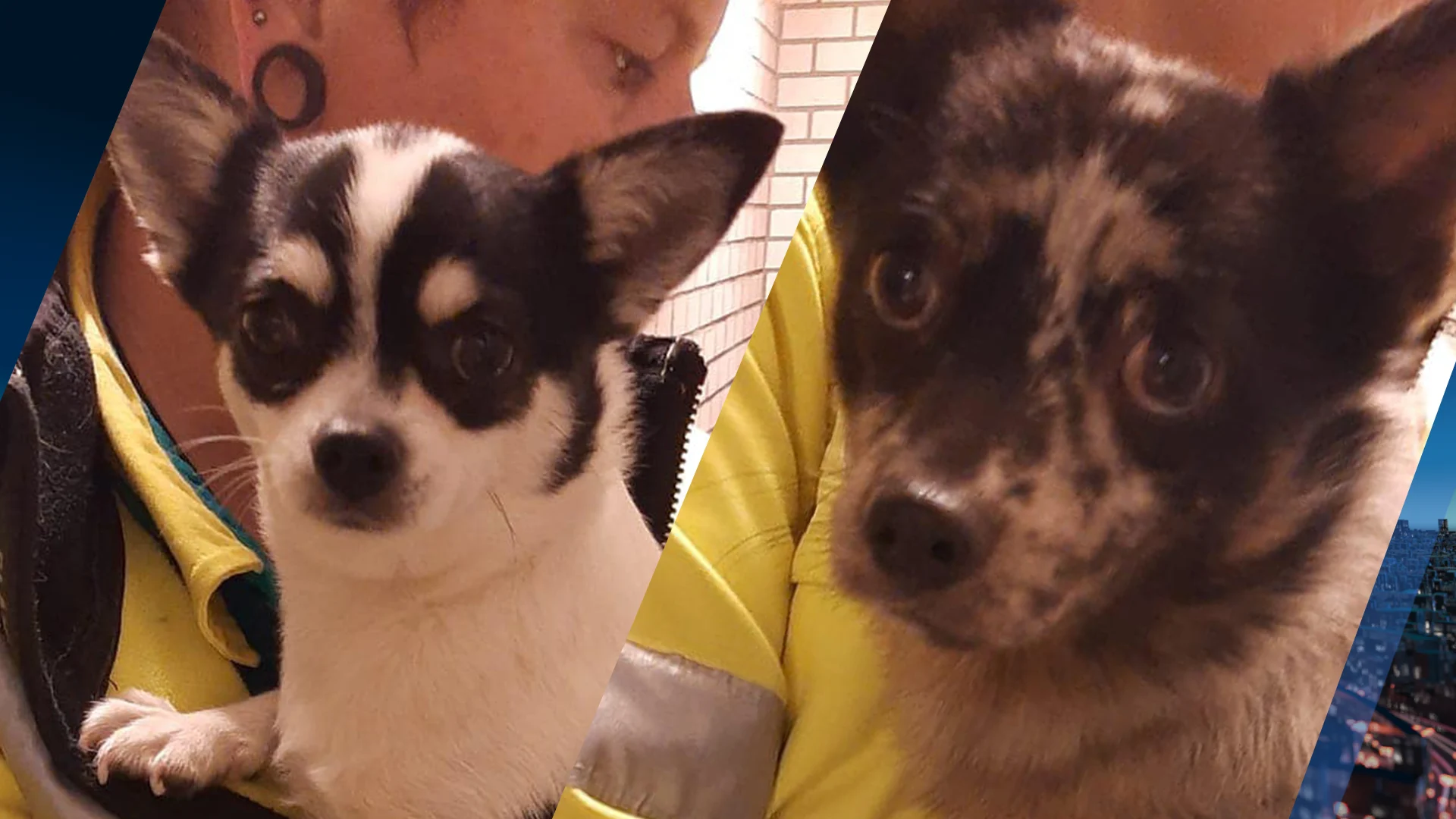 Hondjes Coco en Nina in de steek gelaten in gestolen auto, wie is het baasje?