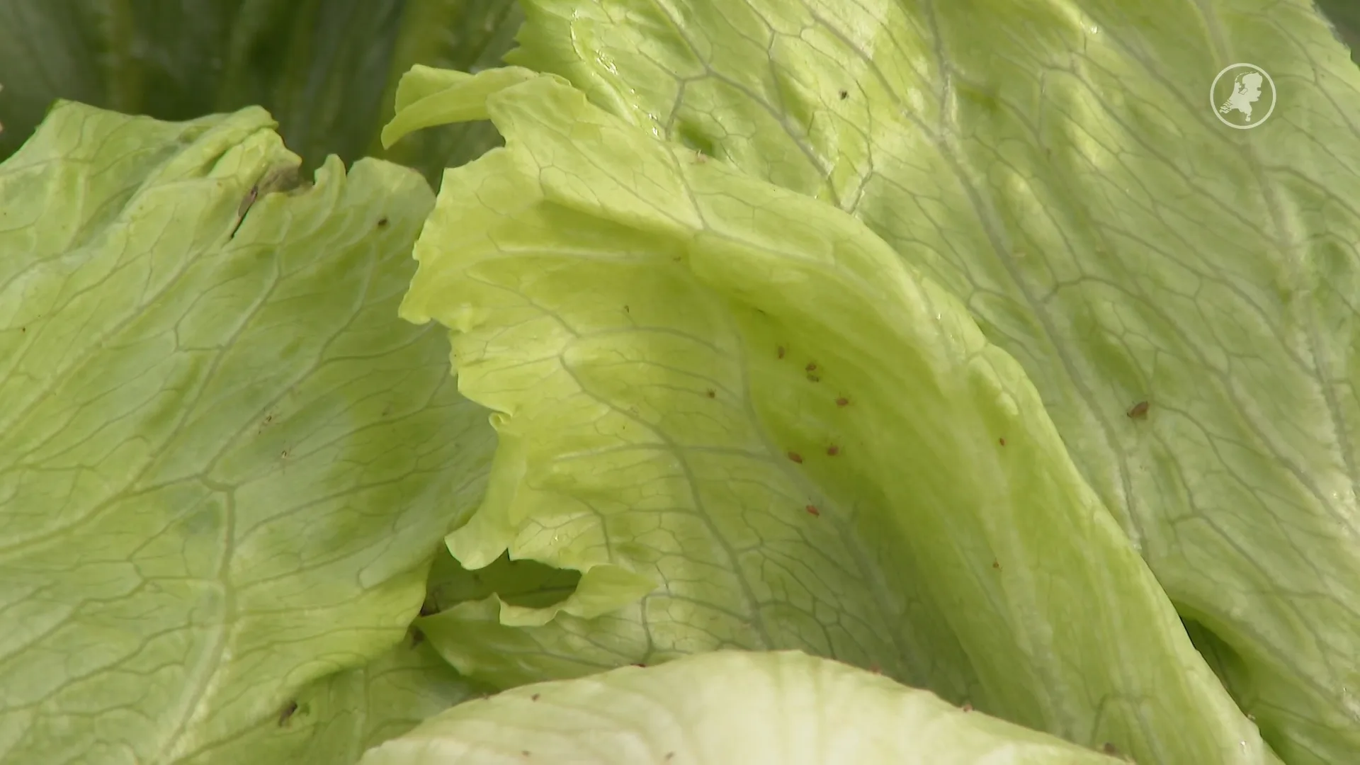 Luizen plagen slaboeren: 'Consumenten willen het niet meer'