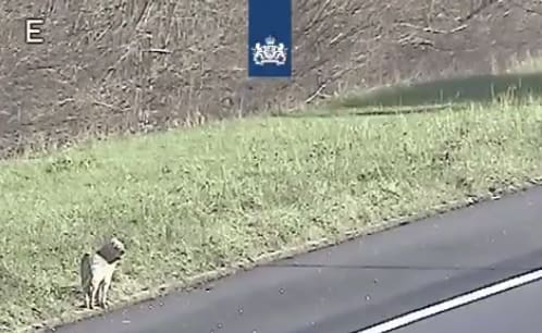 Ontsnapte hond langs A12 bij De Meern zorgt voor gevaarlijke situaties