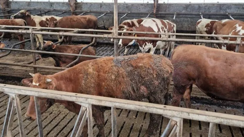 NVWA grijpt in bij Utrechtse boer: kreupele runderen meegenomen en vijf dieren afgemaakt