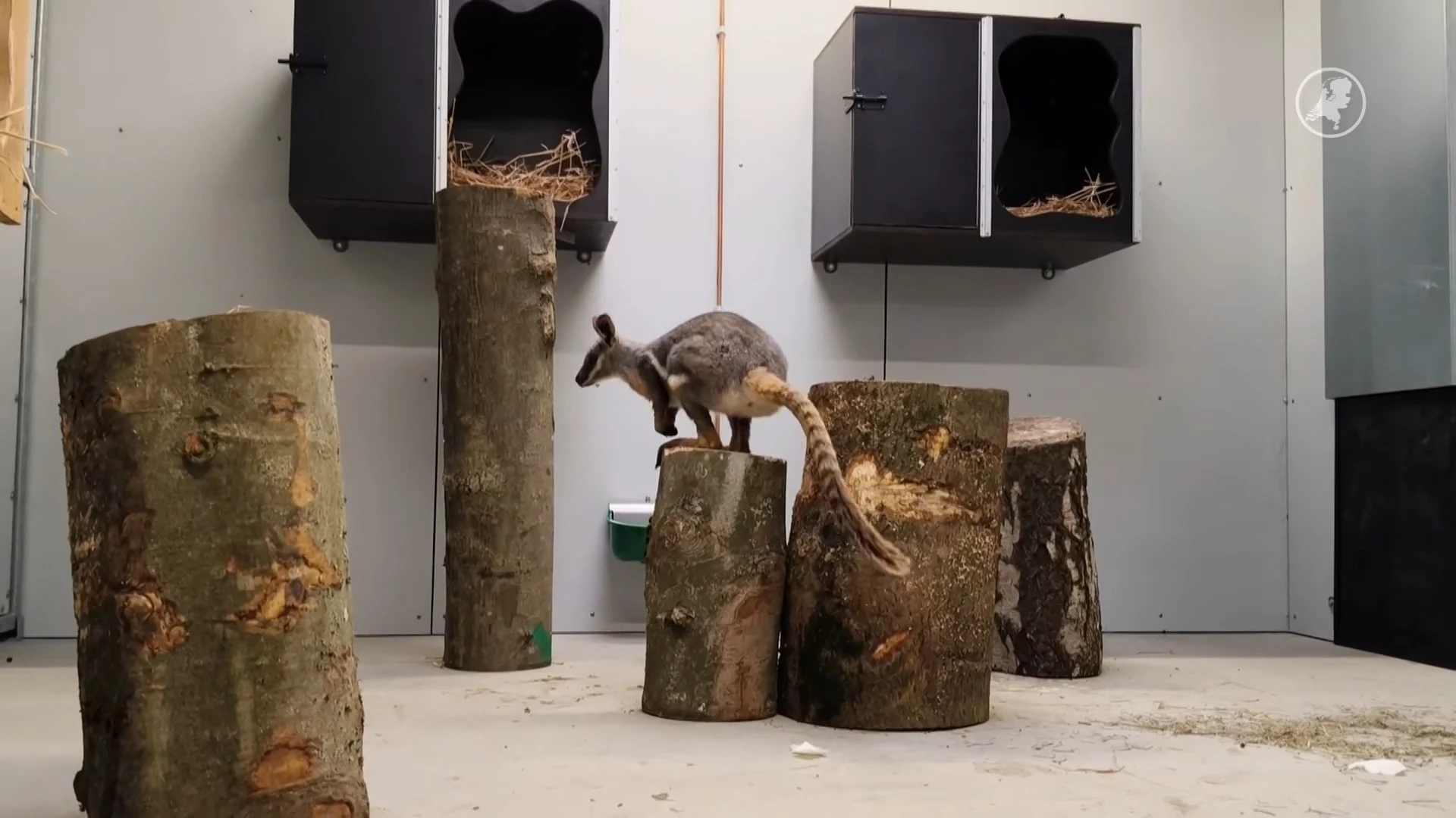 Unieke geelvoet-rotswallaby voor eerst in Nederland