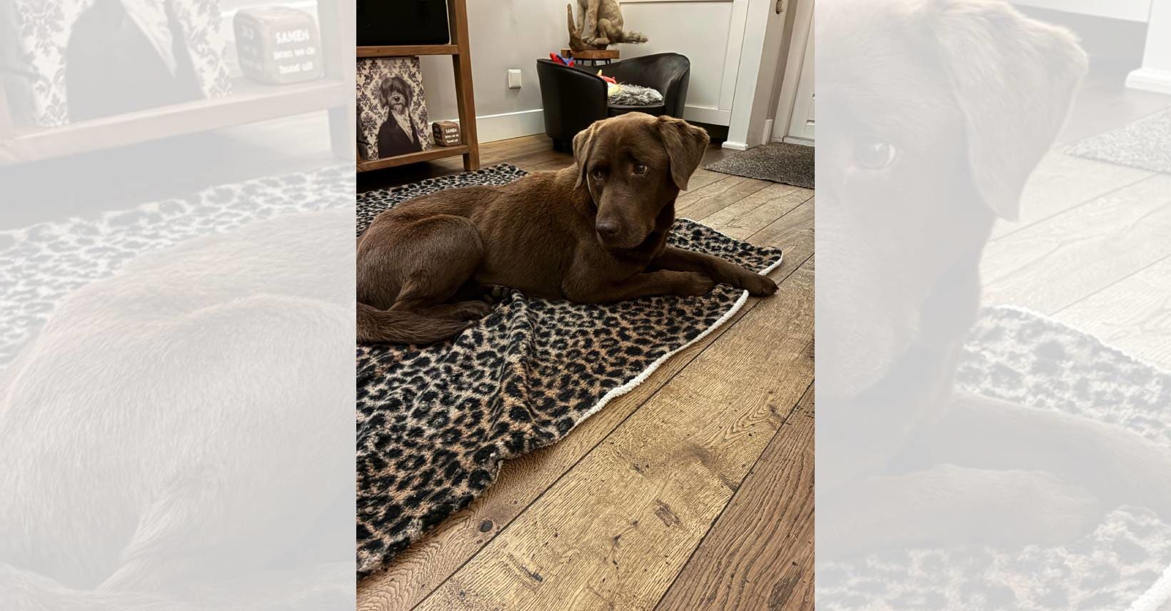 Vermiste hond Shadow na anderhalve maand vermagerd teruggevonden in Utrecht