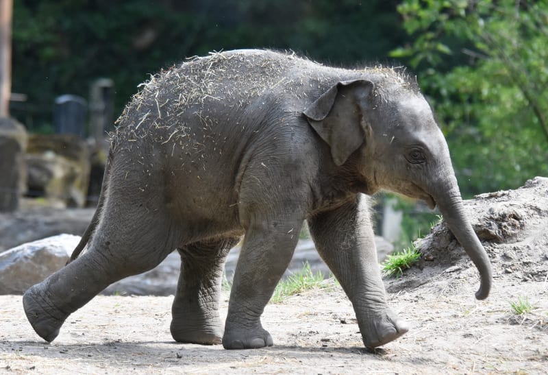Olifantenbaby in Diergaarde Blijdorp heeft een naam gekregen