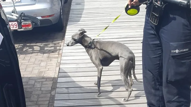 Hond anderhalf uur achtergelaten in hete auto, baasje bekeurd