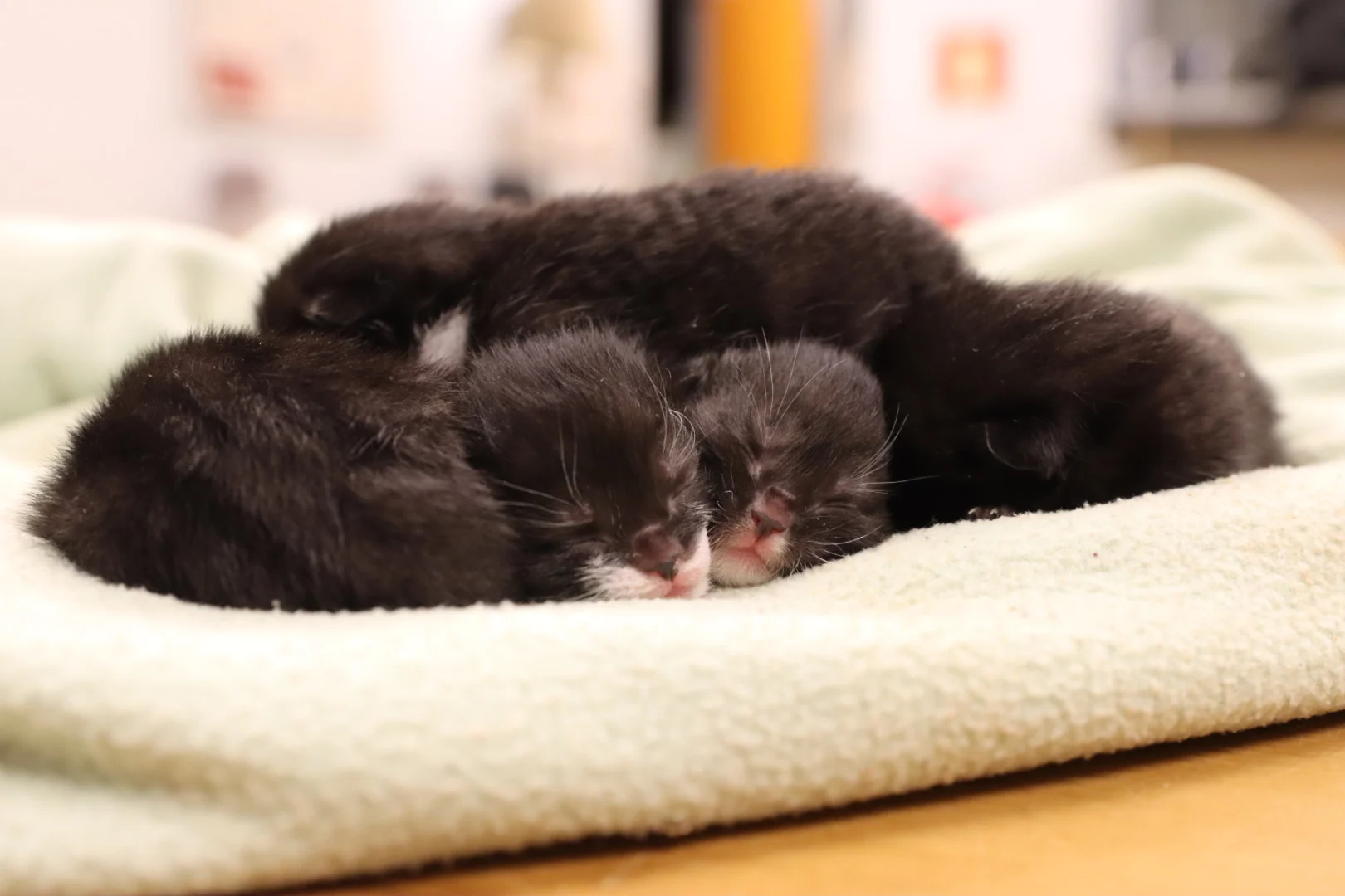Gedumpte kittens net op tijd gered: 'Hadden de nacht niet overleefd'