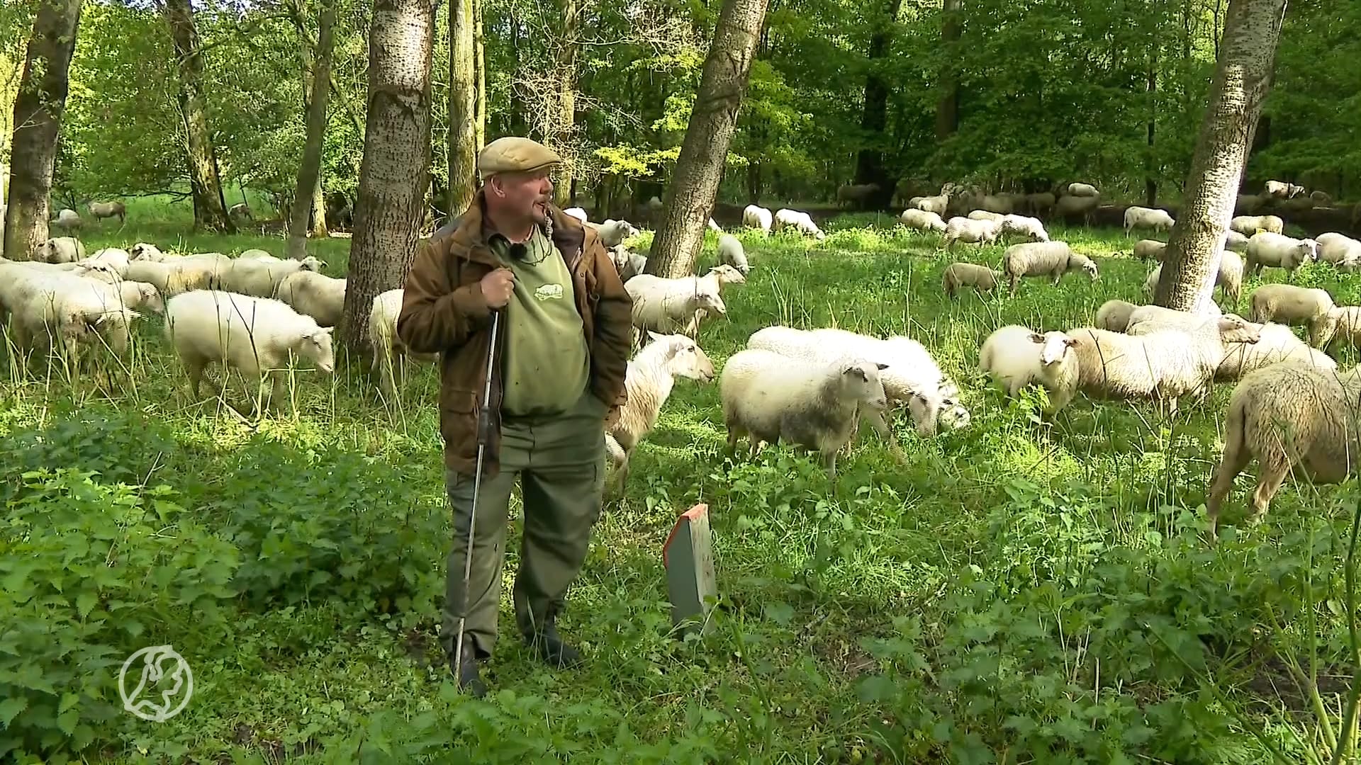 Nieuw vaccin tegen blauwtongvirus komt voor boer John geen minuut te vroeg