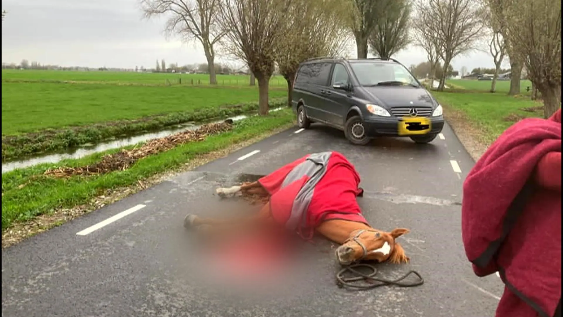 Zes tips over bestuurder die doorreed na doodrijden paard Kiki