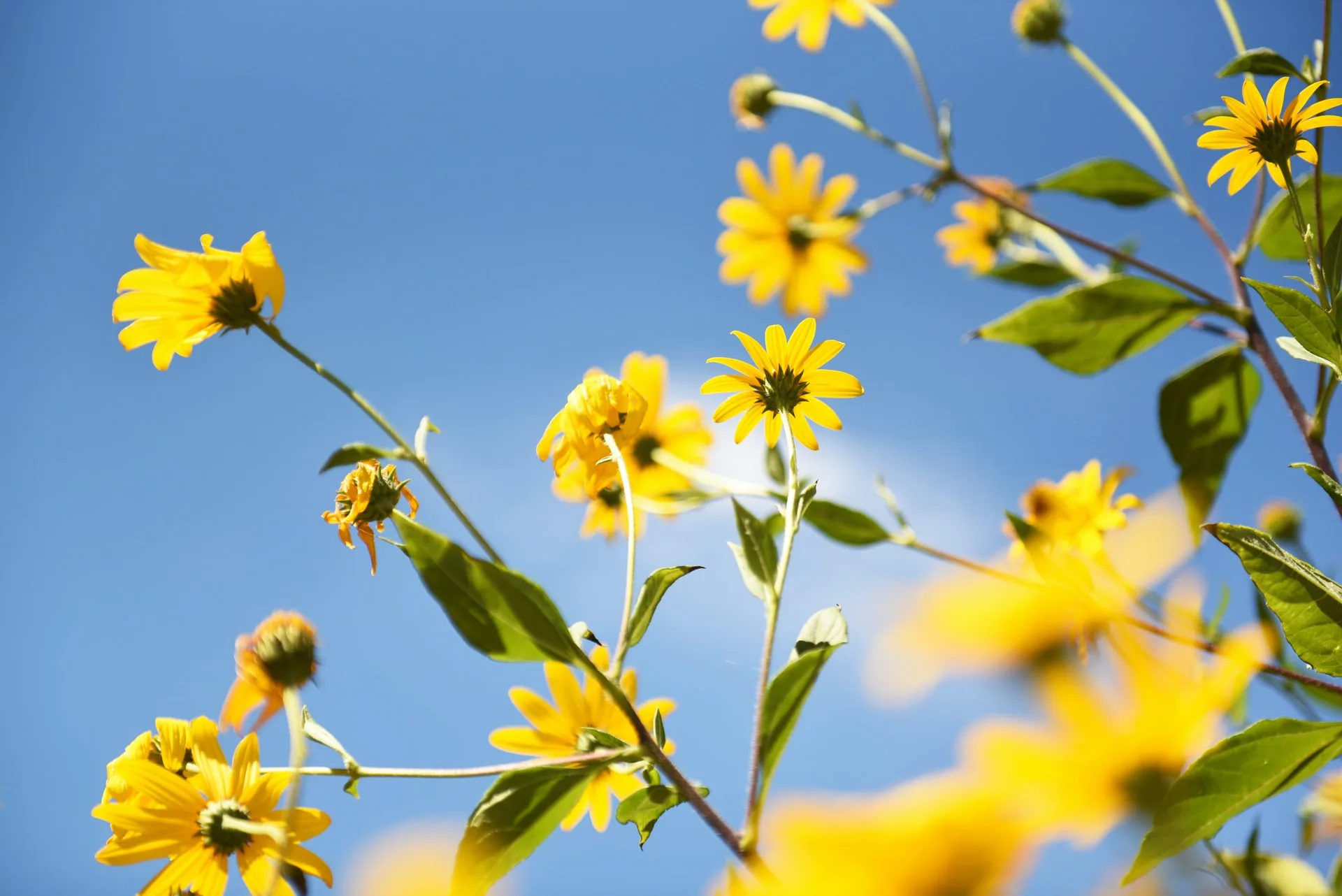 Zon, zon en nog eens zon: wordt het vandaag de eerste zomerse dag van het jaar?