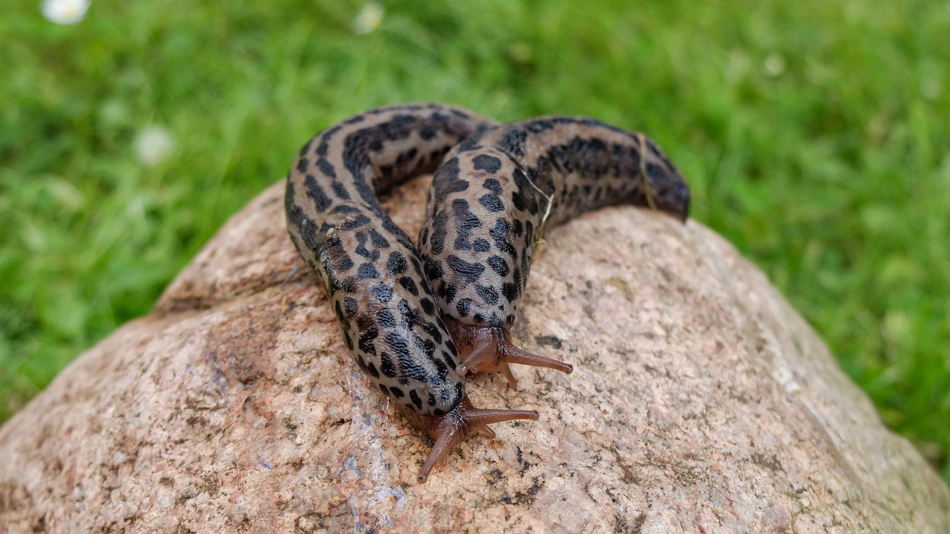 Is de tijgerslak dé oplossing tegen de slakkenplaag?