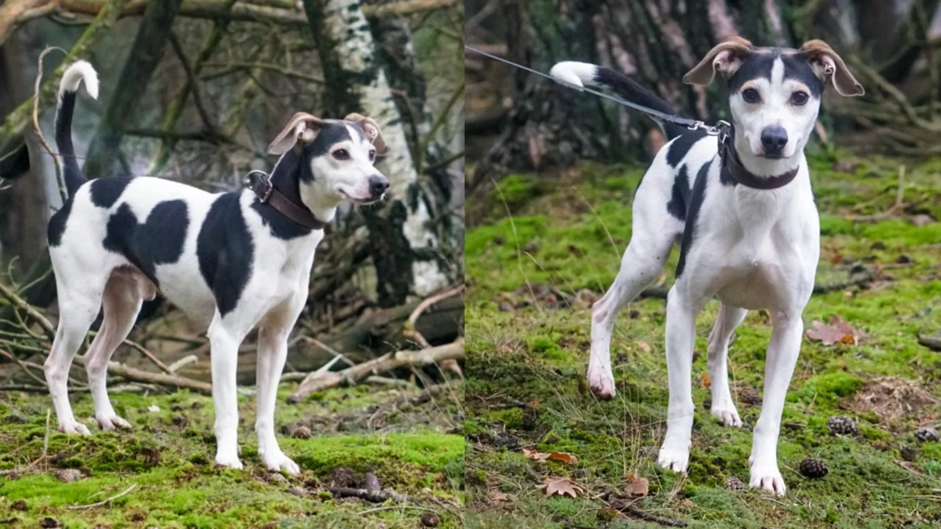 Dief van asielhond Bobby mogelijk gespot in Otterlo