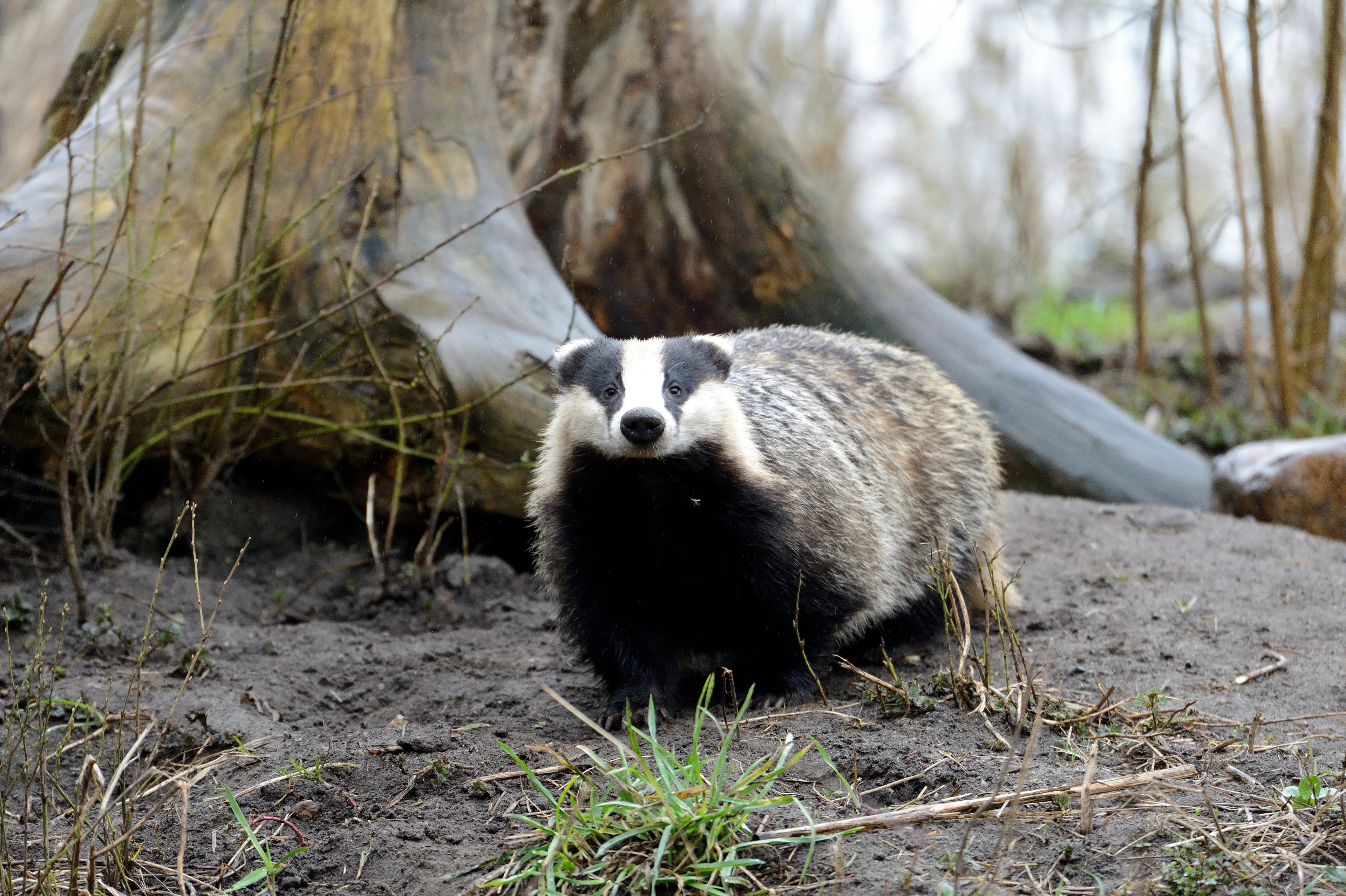 Das balen: dassen ontregelen treindienst in Friesland