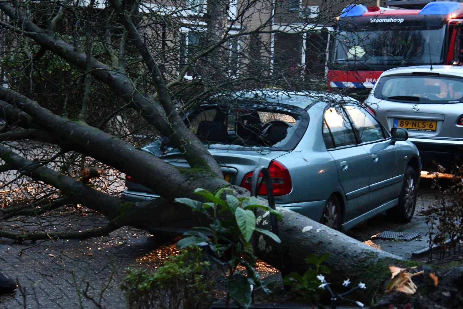 Winterstorm Bella zorgt voor schade: omgevallen bomen, gekreukte auto's en bieten op de weg