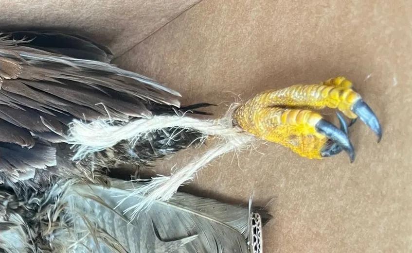 Schokkende vondst: dode havik vastgebonden aan boom in Wijchen