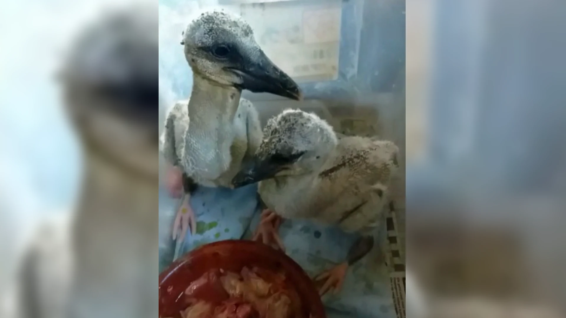 Het gaat goed met de geredde ooievaartjes: 'Ze passen niet eens meer in één bakje'