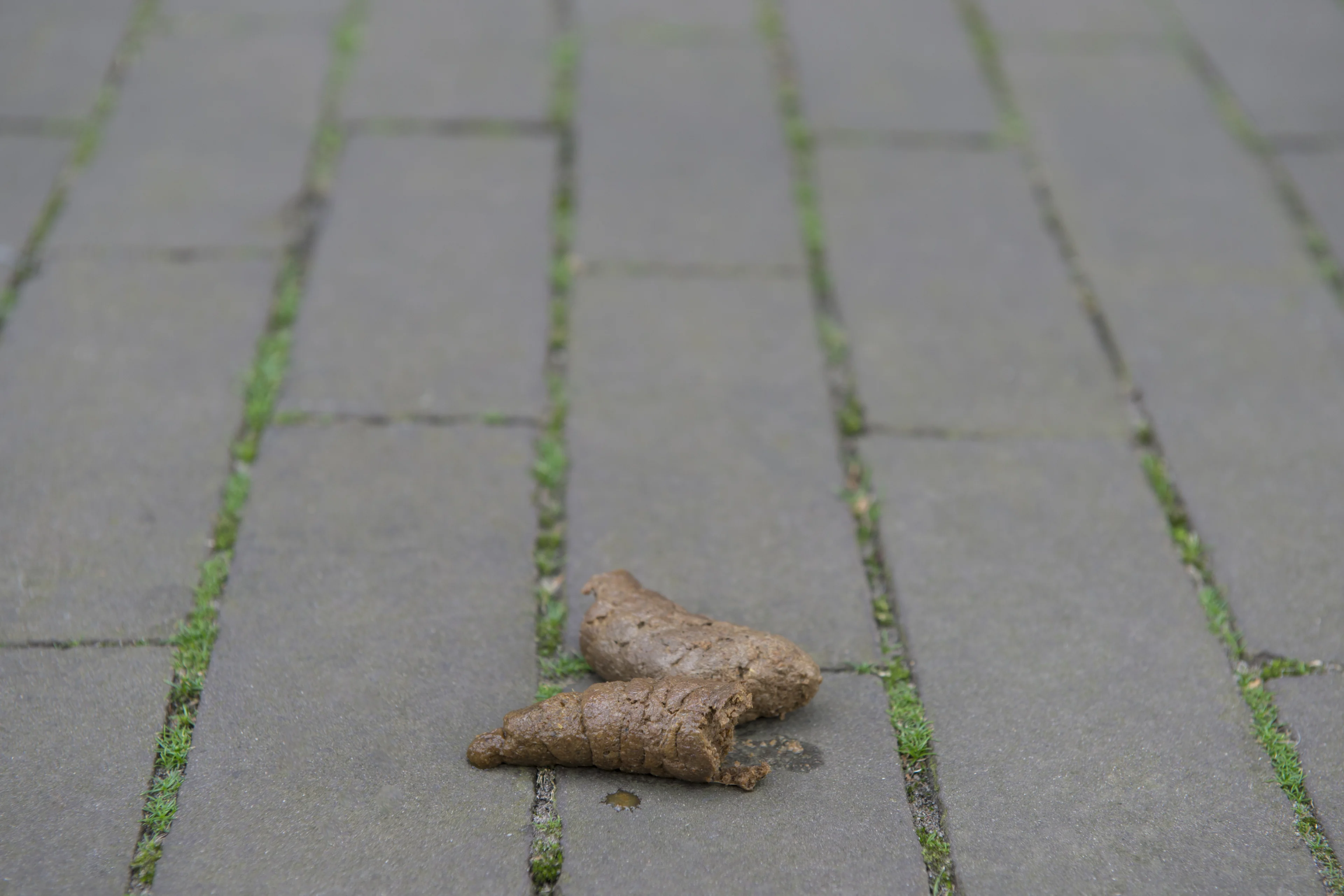 Politie houdt woedende wildpoeper aan bij winkelcentrum